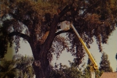 Photo of a landscaping in Other.