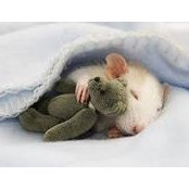 Tomoko Ferguson's photo