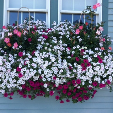 Window Boxes/ Container Gardens