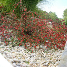 plantings / stanley