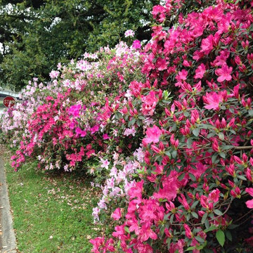 Azalea In March #BatonRouge Louisiana