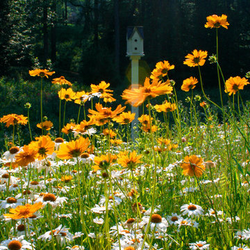 In The Meadow