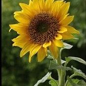 Nora Michaud's photo