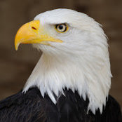 tim nelson's photo