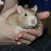 Gus Ratty's photo