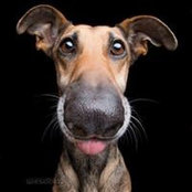 Pavel Tiberiu's photo