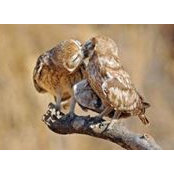 Susan Dunham's photo
