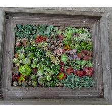 Garden ideas