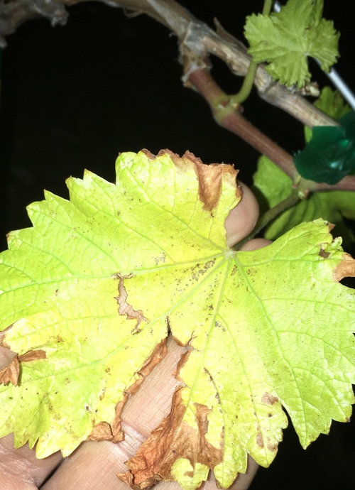 Grape vine leaves turning brown