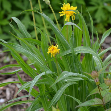 Agoseris Cuspidata (Prairie Dandelion)