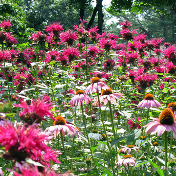 Plant Ideas & Colorful Combinations