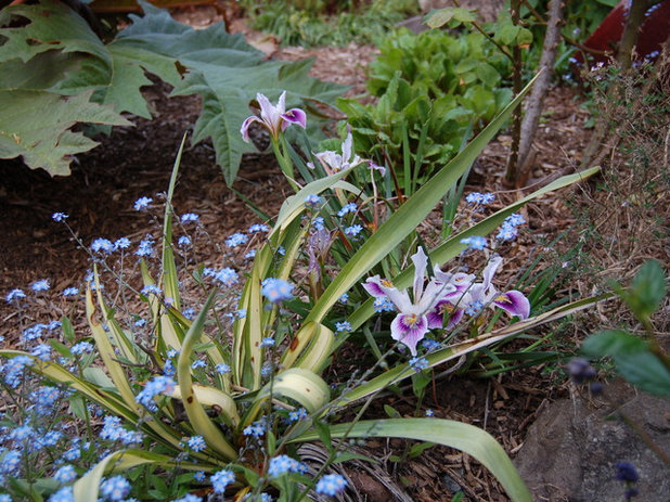 iris- Pacific Coast selection 'Cape Sebastian'