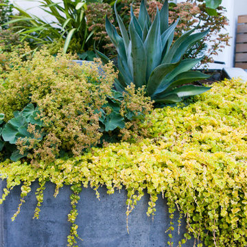 Oakland Rockridge Garden