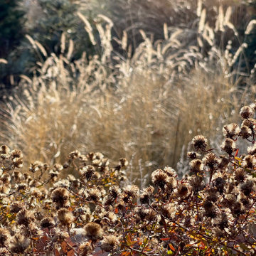 Asters and pennisetum, backlit