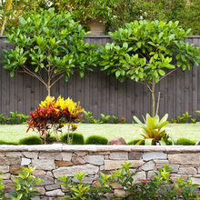 front wall plants