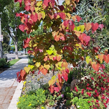Costa Mesa Xeriscape