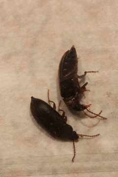 tiny beetles in house south florida