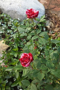 Miniature rose help