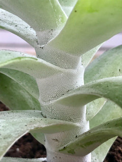 silver dollar succulent plant Jade Silver Dollar