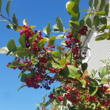 Pollinator Garden