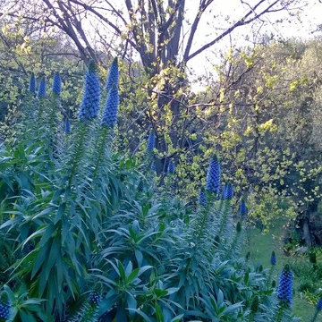 Il giardino degli agapanthus