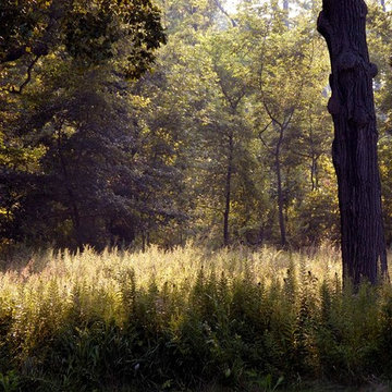A Modern Farm House - Sun-lit Oak Savanna