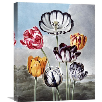 "Tulips" Stretched Canvas Giclee by Robert John Thornton, 18"x22"