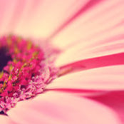 Melissa Aronson's photo