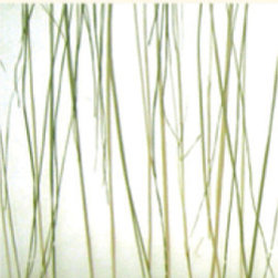 BEAR GRASS - Products