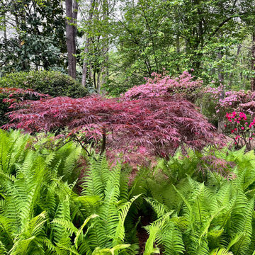 Ostrich fern and Japanese maple