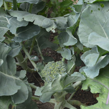 Sandy Springs Edible Backyard Garden