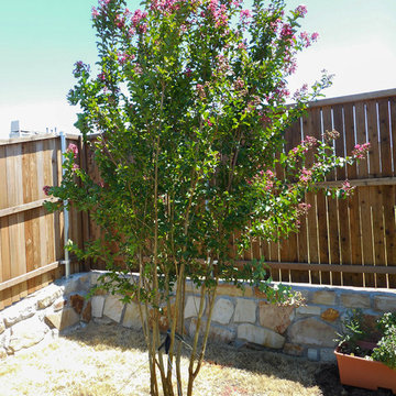 Tuscarora Crape Myrtle
