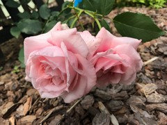 How to Open Rose Buds Instantly