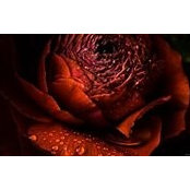 Mariam Nesseim's photo