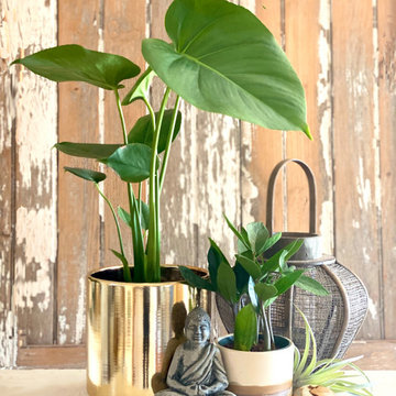 Indoor Botanicals