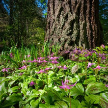Gardening and Landscaping in the Pacific Northwest