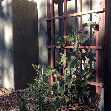California Native Garden | Lawn Removal | Wildlife Habitat