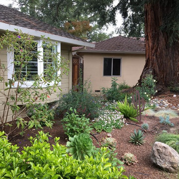 Saratoga - Lawn replacement & reduction