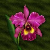 Vilma Barzaga's photo