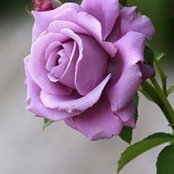 Foto de Sree Harshitha
