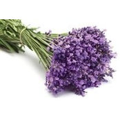 Lavanda Lavanda's photo