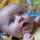 babybeedle
