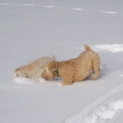 はやすいs foto