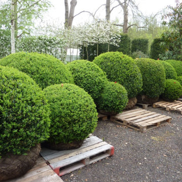 Boxwood Cluster