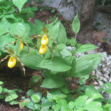 Native yellow lady's slippers (sourced from an approved propagator)
