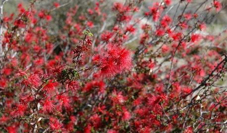 Great Design Plant: Baja Fairy Duster, a Scarlet Stunner