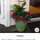 webuser_413821951