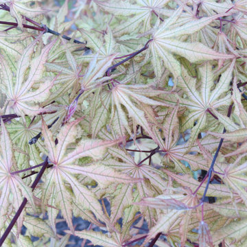 Japanese Maples