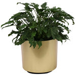 Scape Supply - Live 2' Philodendron 'Zanadu' Package, Gold - The Philodendron 'Zanadu' is another great option when looking for an interesting plant.  The leaves of this Philodendron are shape like little appendages that are slightly folded up like a taco.  The leaves are smaller, dark green and can handle lower light and indirect light situations.    This plant has a smaller circumference to that of the 'Swiss Cheese' variety and would be a great filler plant next to a night stand or sofa.