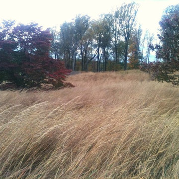 Chadds Ford Meadow